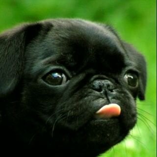 Shannon T.'s profile image