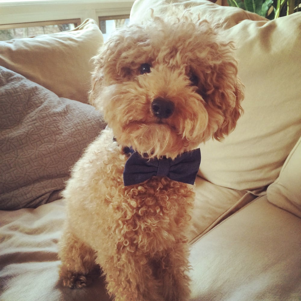 Berkeley K.'s profile image