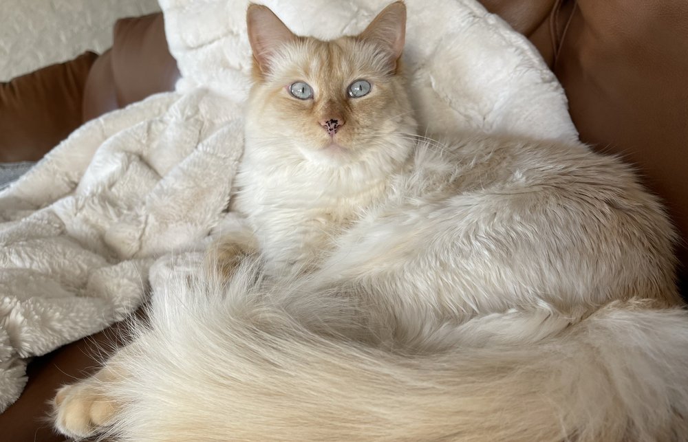 Amy L.'s profile image