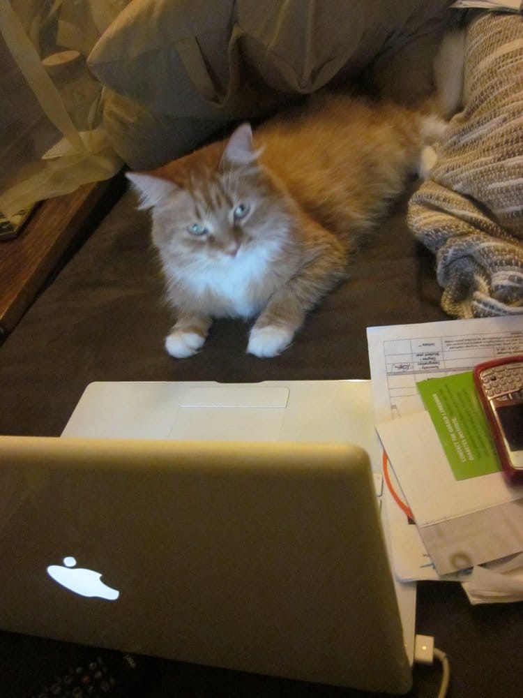 Goldie G.'s profile image