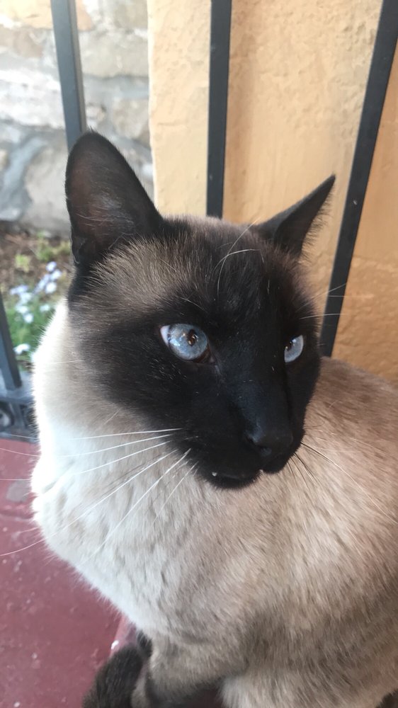 Kitty T.'s profile image