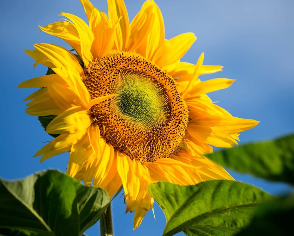 Janet P.'s profile image