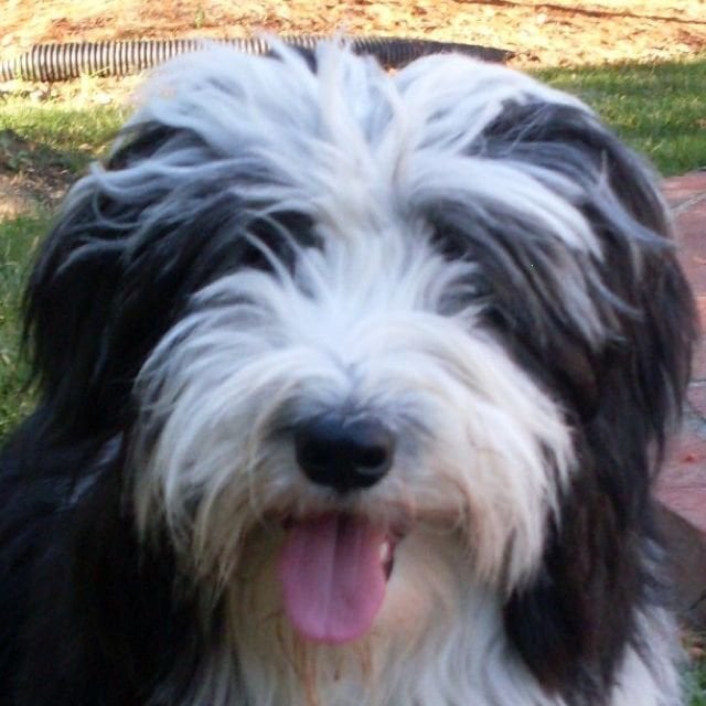 Meredith H.'s profile image