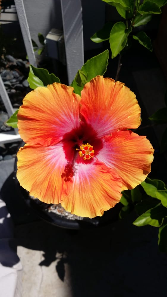 Linda H.'s profile image