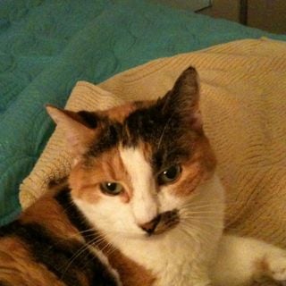 Shelley H.'s profile image