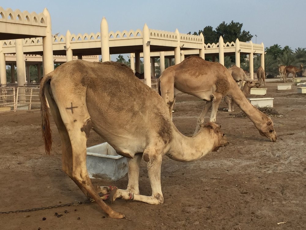 Susan T.'s profile image