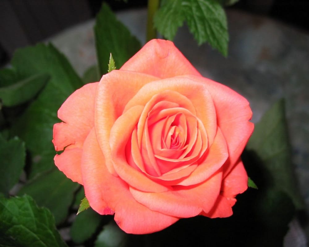 D. G.'s profile image