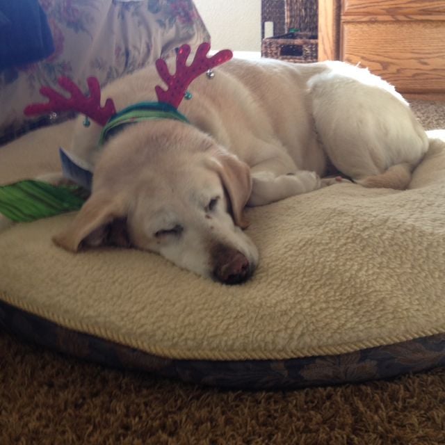 Lauren M.'s profile image