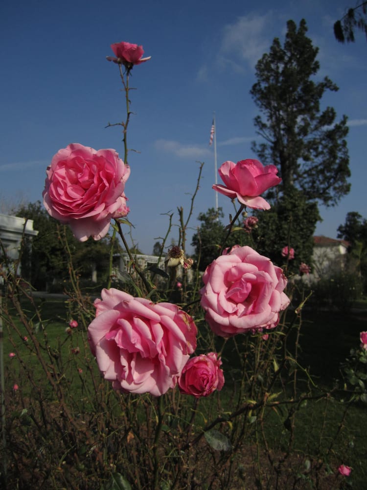 Miss mariposa C.'s profile image