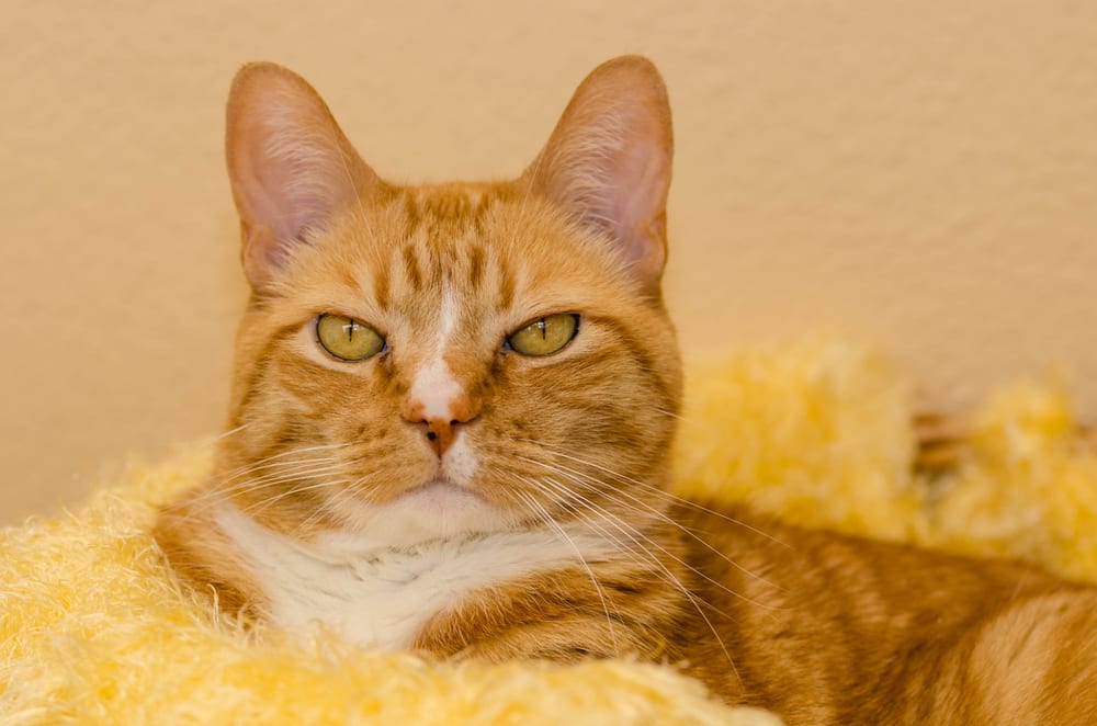 Ellie T.'s profile image