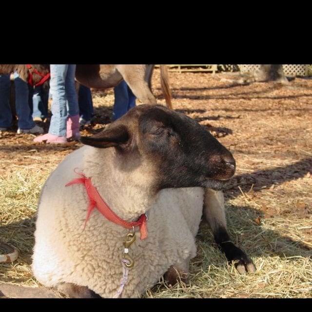 Louise S.'s profile image