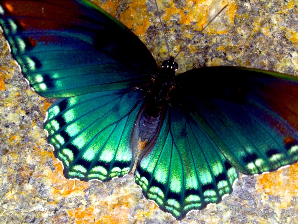 Sonnenschein T.'s profile image