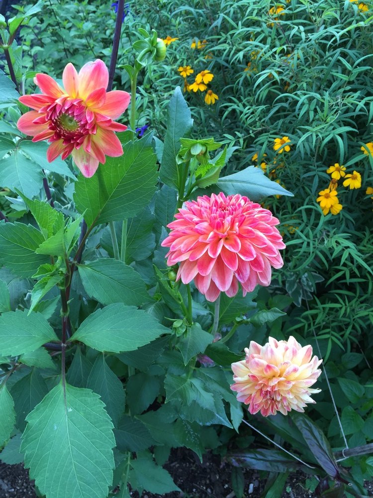 V V.'s profile image