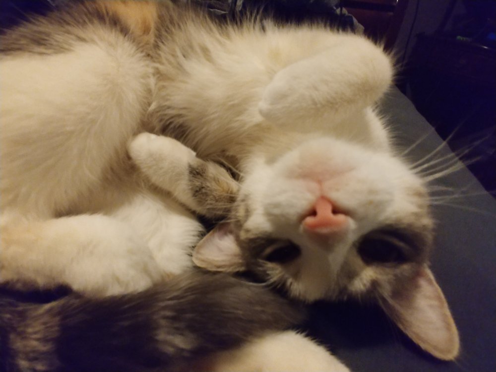 Lysa R.'s profile image