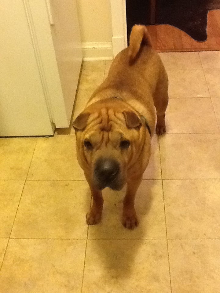 Boyd L.'s profile image