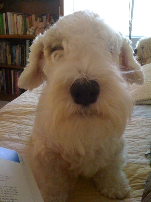 Linda C.'s profile image