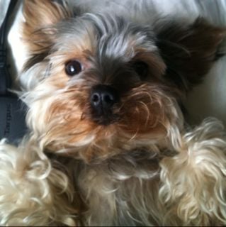 Talia C.'s profile image