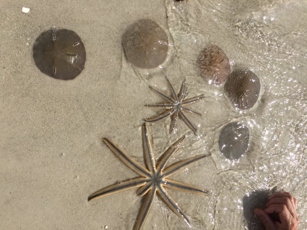 Zaida R.'s profile image