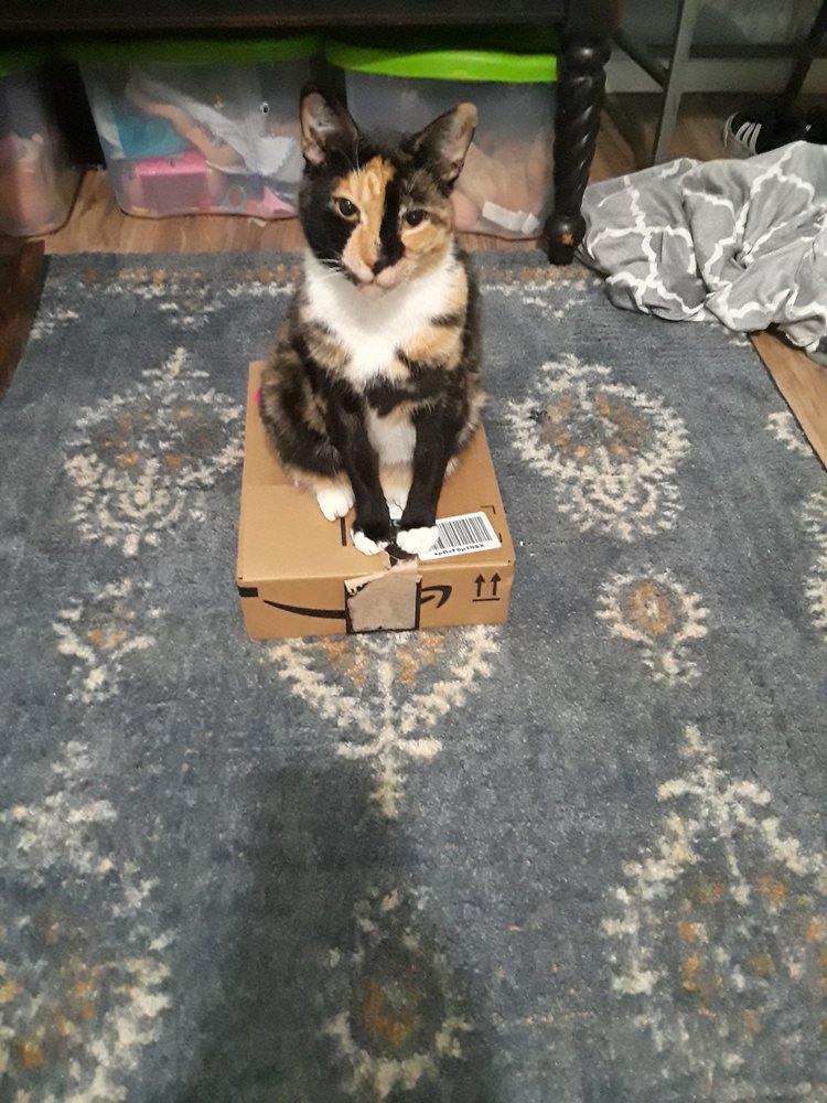 Ron D.'s profile image