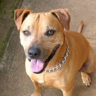 Dexter S.'s profile image