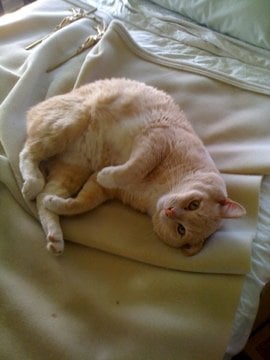 Ray Y.'s profile image