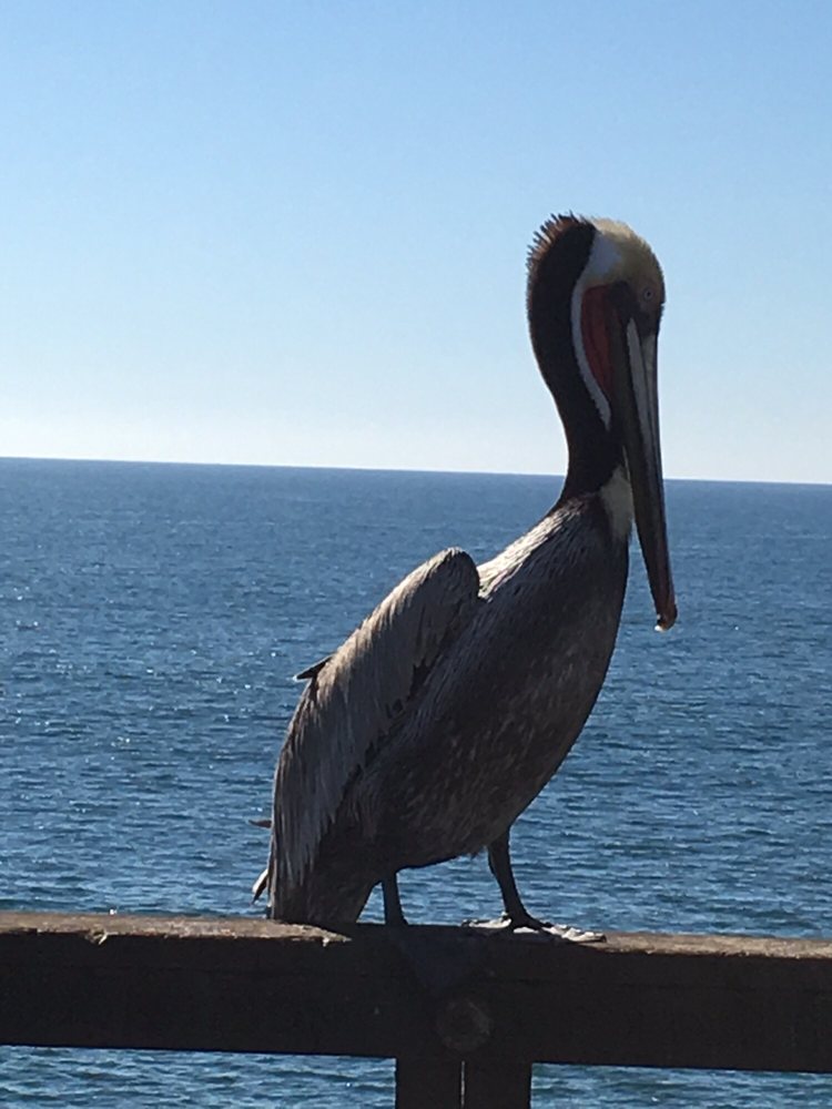 Rocco R.'s profile image