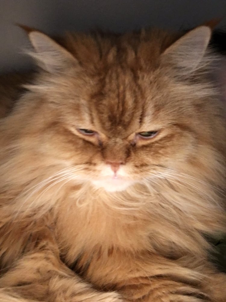 L S.'s profile image