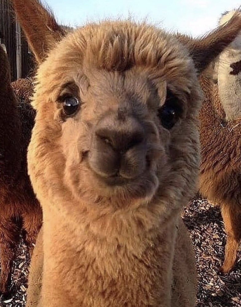 Bri E.'s profile image