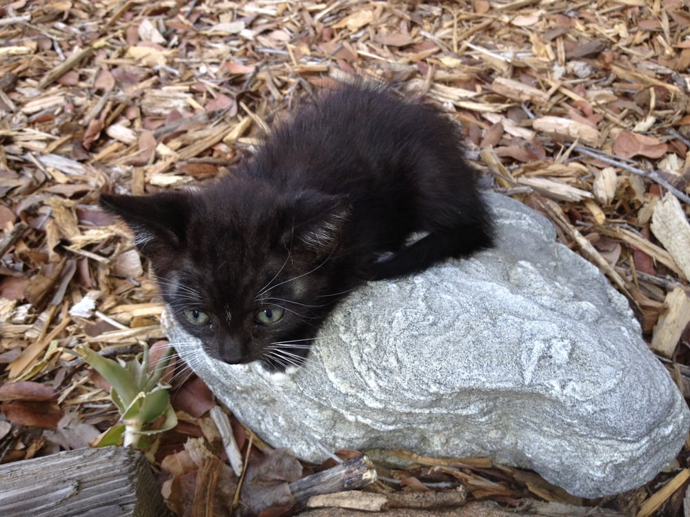 Maureen A.'s profile image