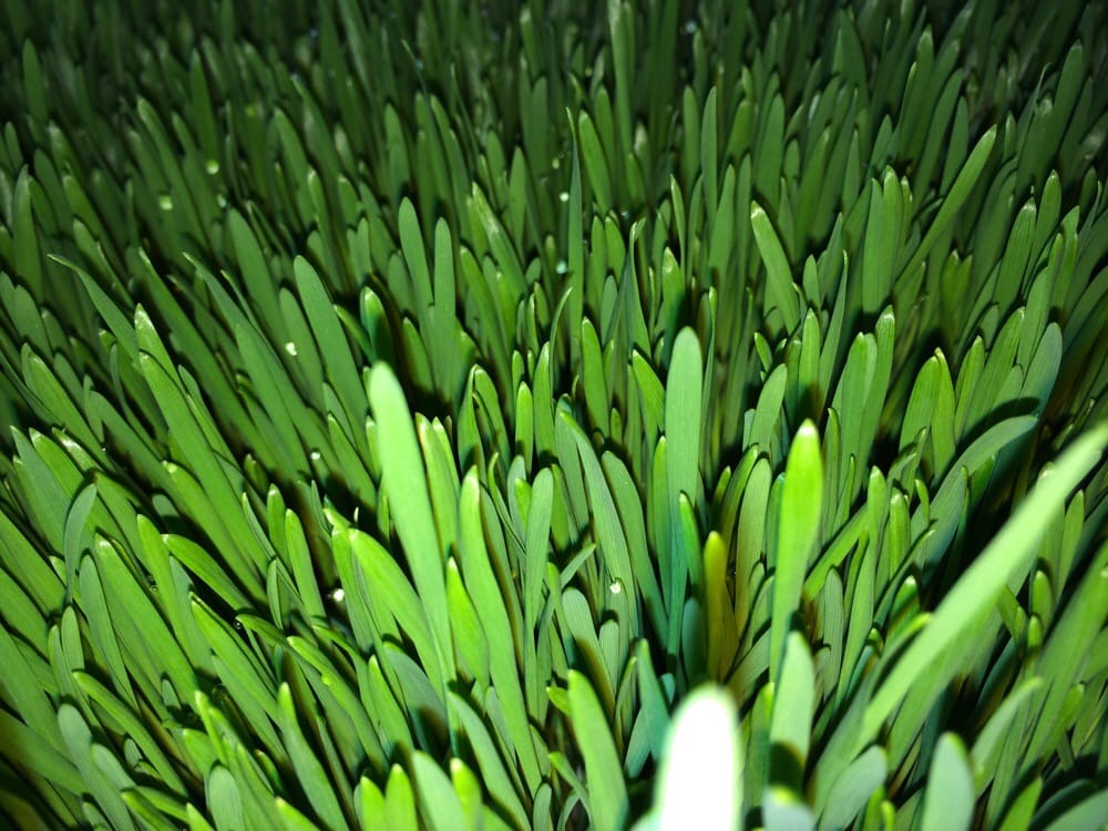 Rad A.'s profile image