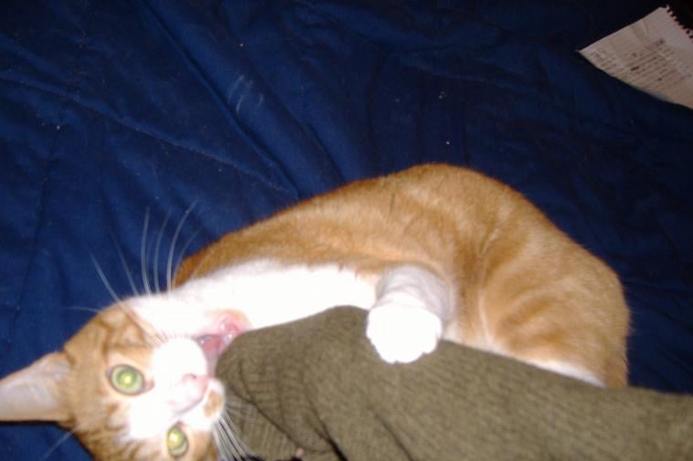 National H.'s profile image