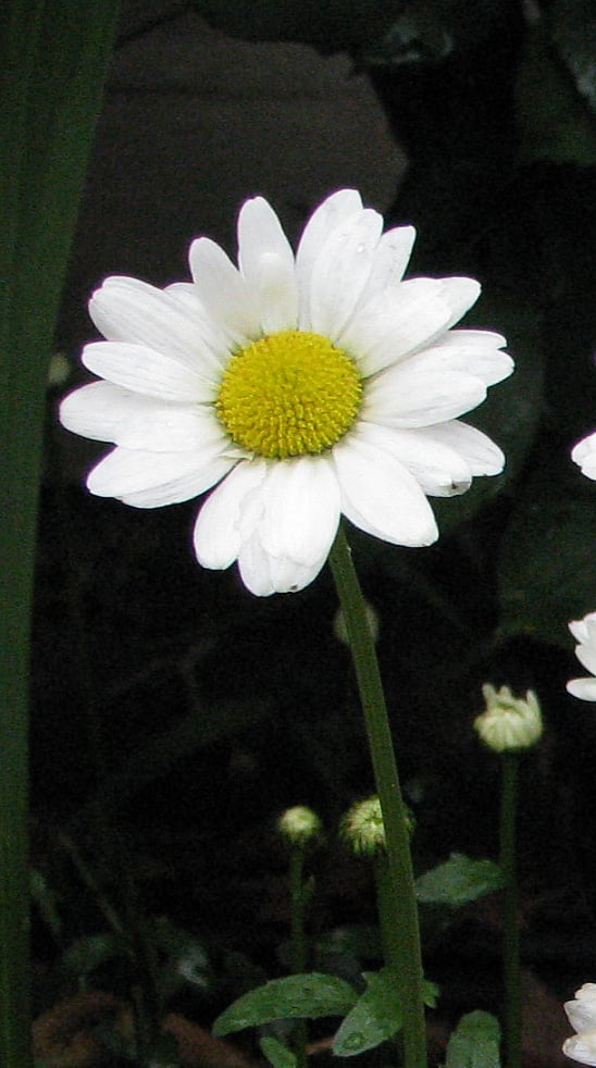 Emon L.'s profile image