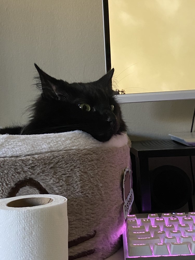 Kylee G.'s profile image