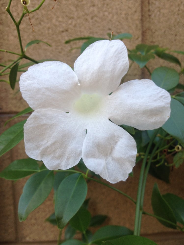 Angela S.'s profile image