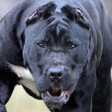 Colonel B.'s profile image