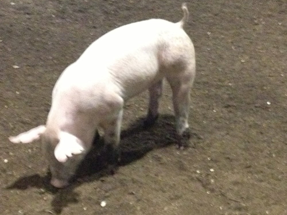 Andrea T.'s profile image