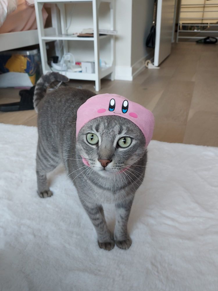 Tish B.'s profile image