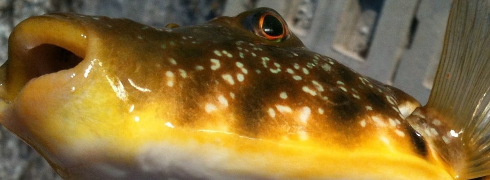 steve r.'s profile image