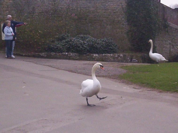 a w.'s profile image