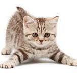 Kat T.'s profile image