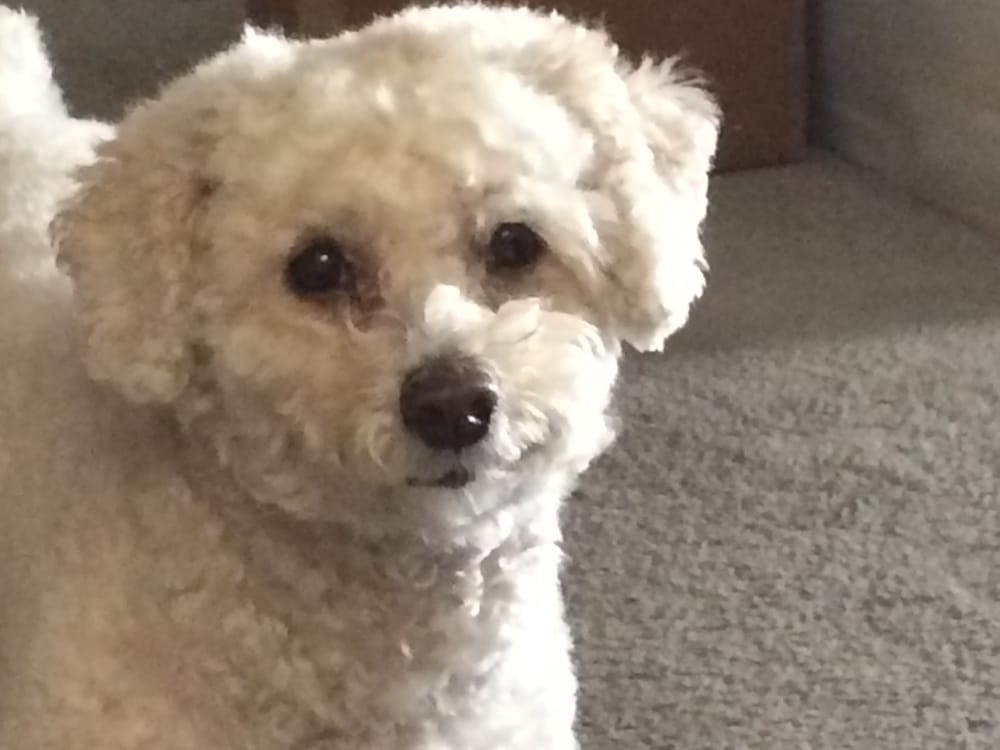 Eydie A.'s profile image