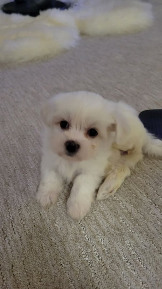 Dexter Y.'s profile image