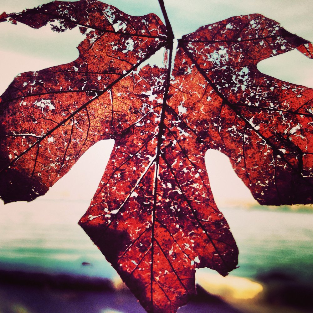 Veronica Z.'s profile image