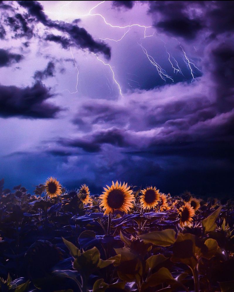 Paula J.'s profile image