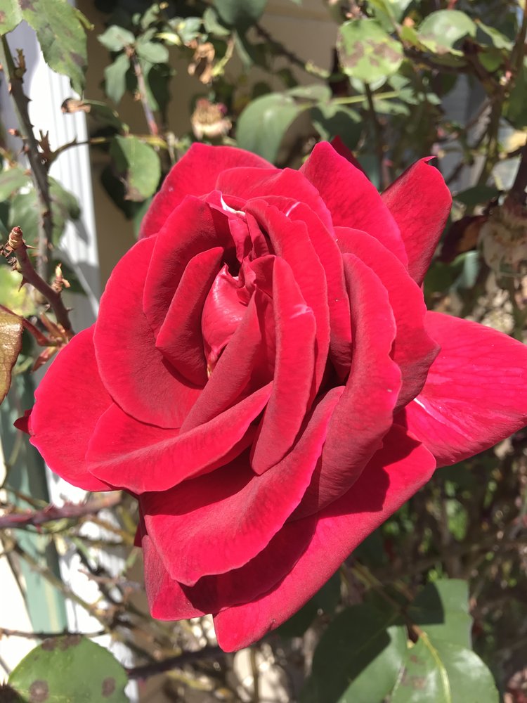 Spinor L.'s profile image