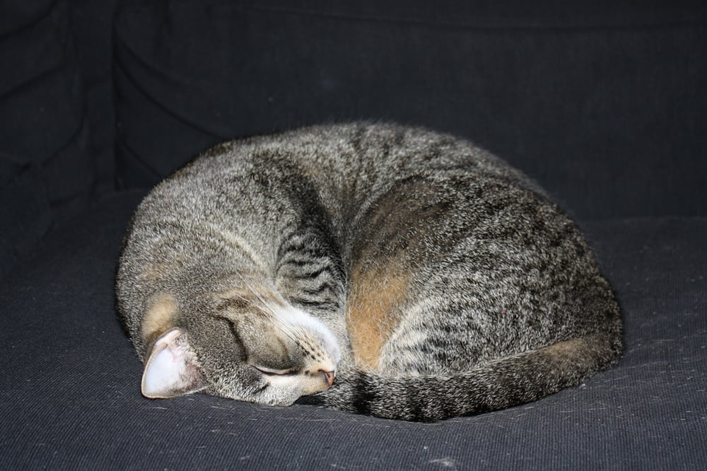 Ian B.'s profile image