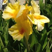 Caralee B.'s profile image