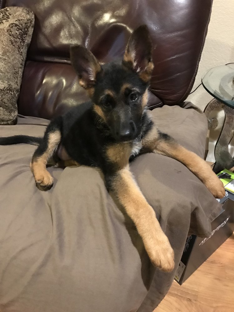 Suzette D.'s profile image