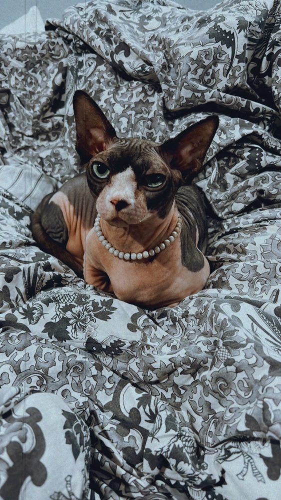 Francesca E.'s profile image