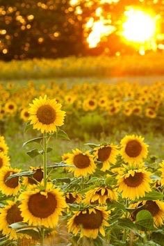 Patty M.'s profile image